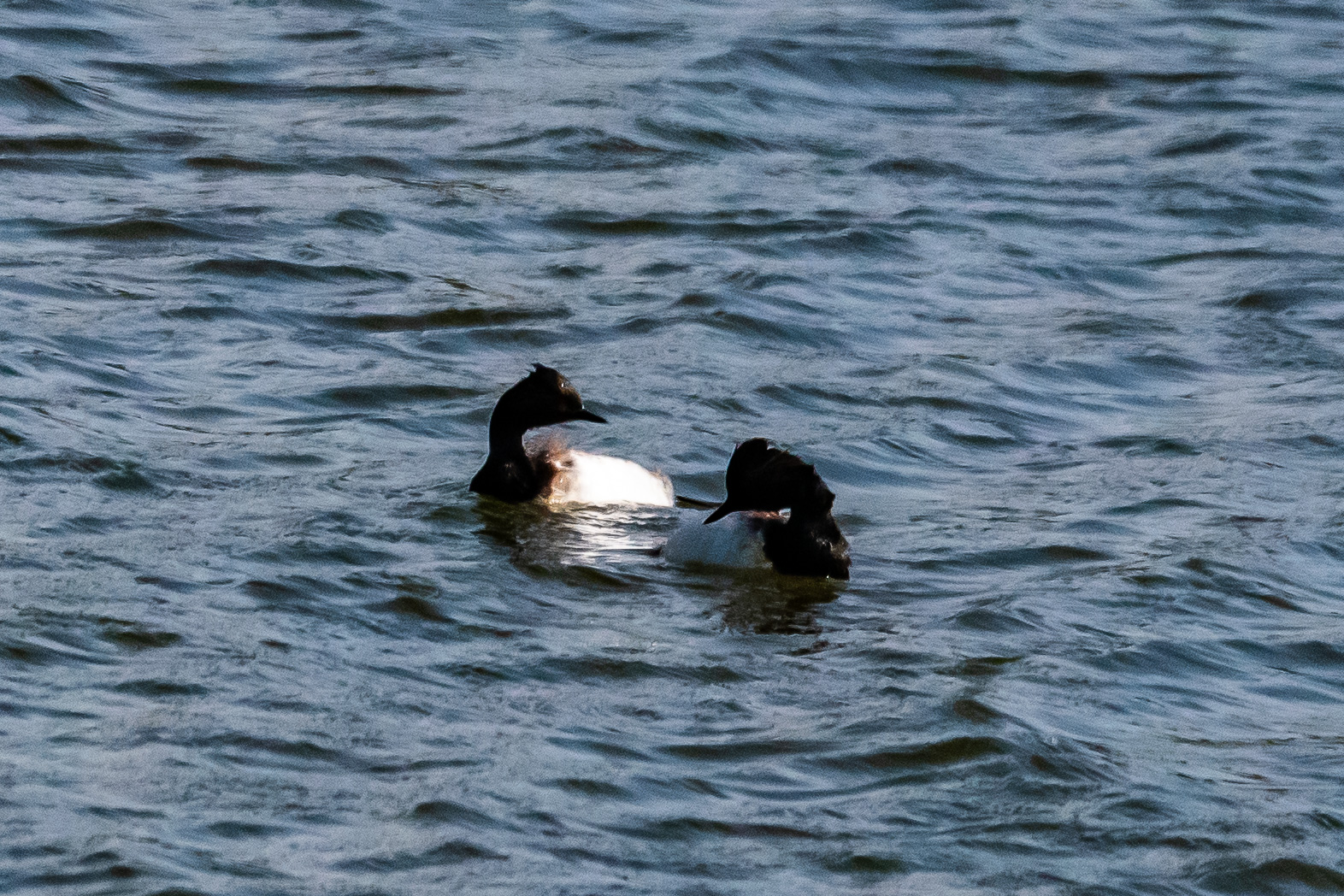 Grèbes à cou noir nuptiaux (Black-necked grebes, Podiceps nigricollis), Dépôt 54 de la Réserve Naturelle de Mont-Bernanchon, Hauts de France.